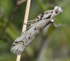 Pempelia palumbella