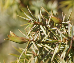 Juniperus communis saxatilis