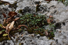 Globularia cordifolia