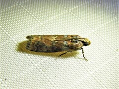 Sciota rubrisparsella