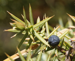 Juniperus communis saxatilis