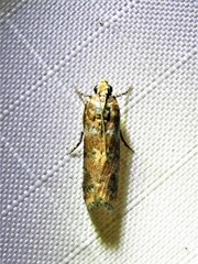 Sciota rubrisparsella