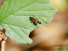 Stenichneumon culpator