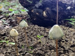 Panaeolus cyanescens
