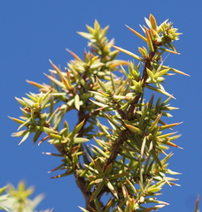 Juniperus communis saxatilis