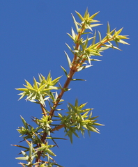 Juniperus communis saxatilis