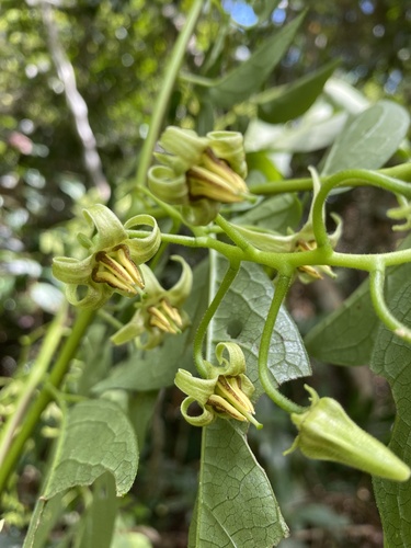 Solanum melissarum