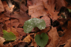 Erysiphe cruciferarum