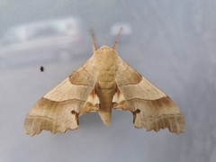 Marumba quercus