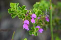 Indigofera candolleana