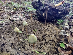 Panaeolus cyanescens