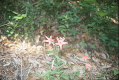 Silene virginica