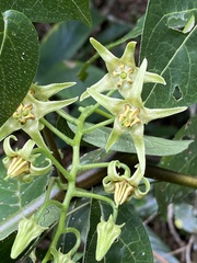 Solanum melissarum