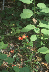 Silene virginica