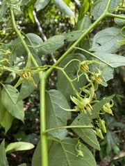 Solanum melissarum