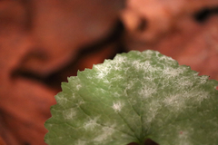 Erysiphe cruciferarum