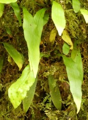 Loxogramme dictyopteris