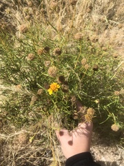 Sidneya tenuifolia