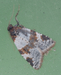 Periclepsis cinctana