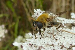 Mallota cimbiciformis