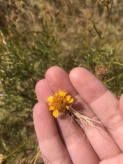 Sidneya tenuifolia