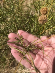Sidneya tenuifolia