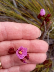 Drosera aliciae