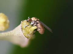 Simuliidae