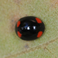 Brachiacantha quadripunctata quadripunctata