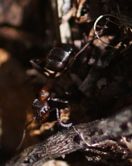 Formica exsecta