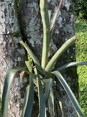 Aechmea distichantha