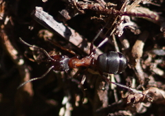 Formica exsecta