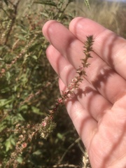 Salsola australis
