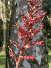 Aechmea distichantha