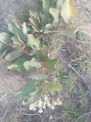 Asclepias × aequicornu
