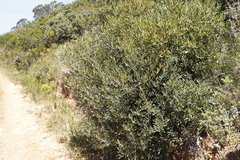 Olea europaea cuspidata