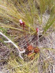 Drosera aliciae