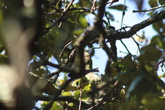 Poecile sclateri