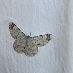 Epimecis