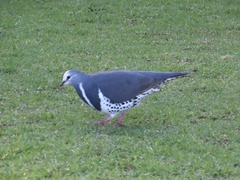 Leucosarcia melanoleuca
