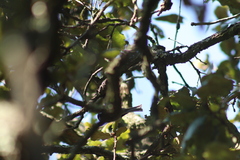 Poecile sclateri