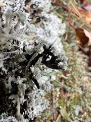 Hypogymnia tubulosa