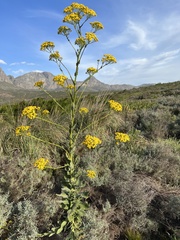 Senecio rigidus