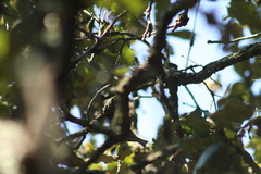 Poecile sclateri