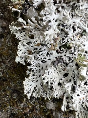 Hypogymnia tubulosa
