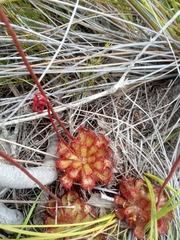 Drosera aliciae