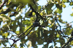 Poecile sclateri