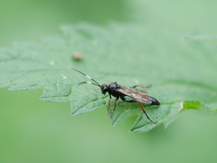 Stenichneumon culpator
