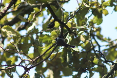 Poecile sclateri