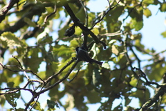 Poecile sclateri